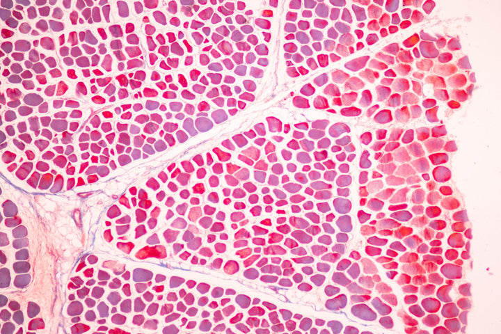 Research on Women’s Midlife Hormonal Changes and the Gut-Hormone-Bone Axis