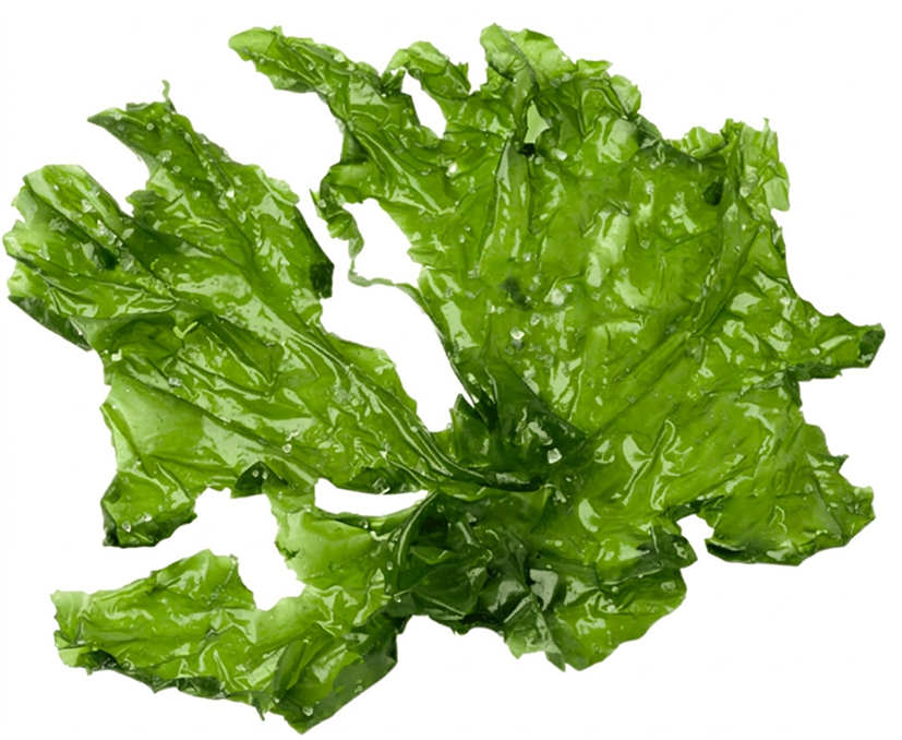 Research on Rhamnan Sulfate from Monostroma Nitidum