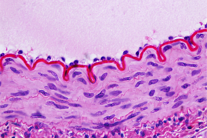 Research on the Endothelial Glycocalyx