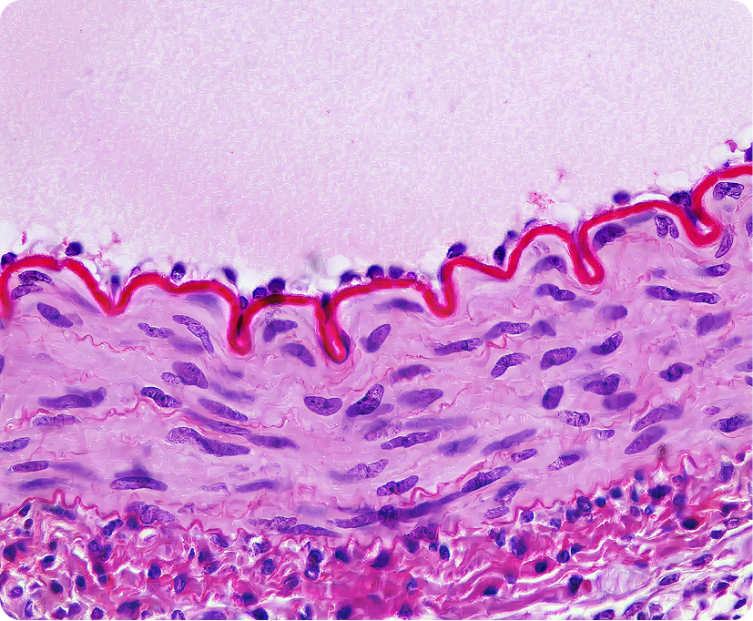 Research on the Endothelial Glycocalyx