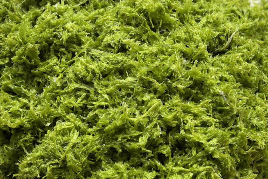 What is Rhamnan Sulfate