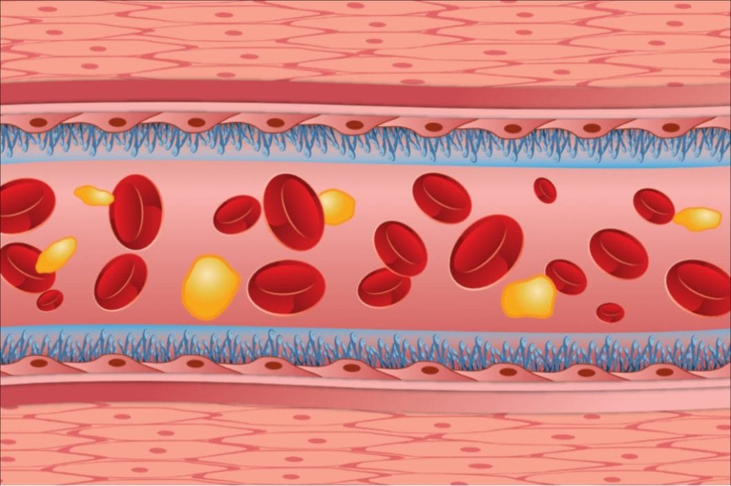 What is the Endothelial Glycocalyx